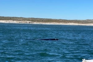 Cabo Agulhas, ballenas de Hermanus y cata de vinos: excursión de un día