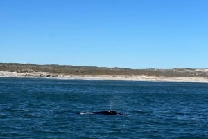 Cabo Agulhas, ballenas de Hermanus y cata de vinos: excursión de un día