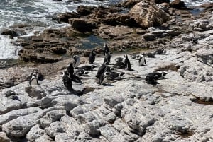 Cabo Agulhas, ballenas de Hermanus y cata de vinos: excursión de un día
