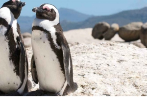 Cape of Good Hope and Boulders Beach Private Tour
