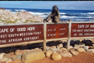 Cape of Good Hope and Boulders Beach Private Tour
