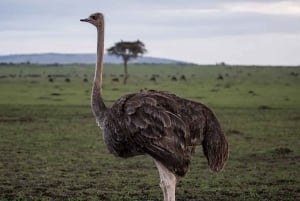 Cape of Good Hope and Boulders Beach Private Tour