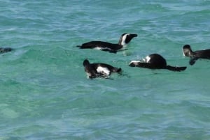 Cape of Good Hope and Boulders Beach Private Tour