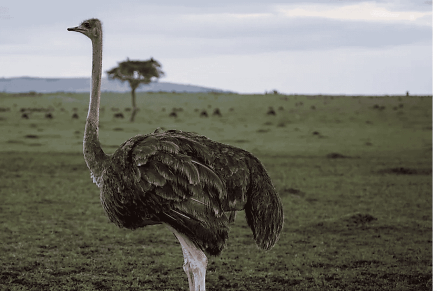 Частный тур на мыс Доброй Надежды и пляж Боулдерс