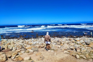 Cape of Good Hope and Boulders Beach Private Tour