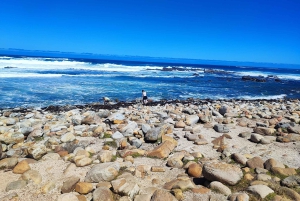 Cape of Good Hope and Boulders Beach Private Tour