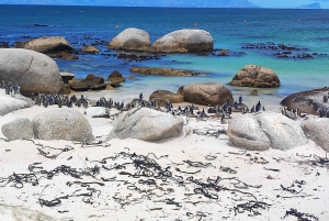 Cape of Good Hope and Boulders Beach Private Tour