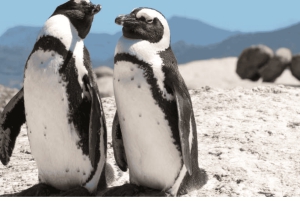 Частный тур на мыс Доброй Надежды и пляж Боулдерс