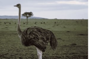 Частный тур на мыс Доброй Надежды и пляж Боулдерс