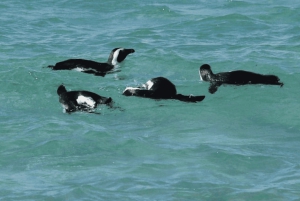 Частный тур на мыс Доброй Надежды и пляж Боулдерс