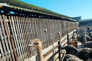 Частный тур на мыс Доброй Надежды и пляж Боулдерс