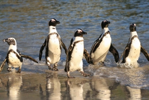 Privat heldagstur till Godahoppsudden och pingvinerna