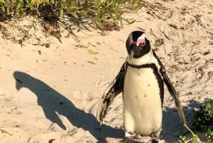 Privat heldagstur till Godahoppsudden och pingvinerna
