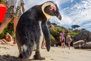 Visite privée d'une journée au Cap de Bonne Espérance et aux pingouins