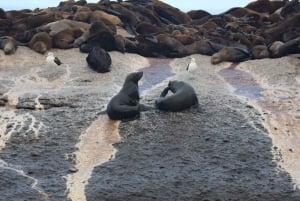 Visite privée d'une journée au Cap de Bonne Espérance et aux pingouins