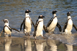 Cape of Good Hope and Penguins Full-Day Private Tour