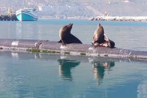 Cape of Good Hope and Penguins Full-Day Private Tour