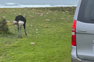 Cape of Good Hope and Penguins Full-Day Private Tour