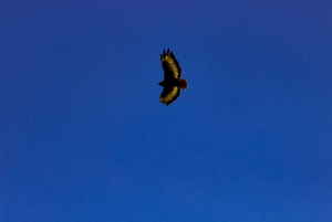 Cape of good hope and penguins Group Tour Full day