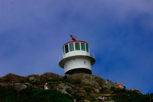 Cape of good hope and penguins Group Tour Full day