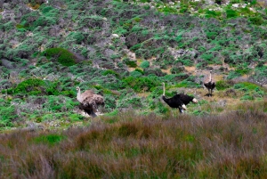 Cape of good hope and penguins Group Tour Full day