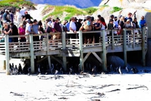 Cape of good hope and penguins Group Tour Full day