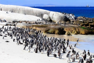 Cape of good hope and penguins Group Tour Full day