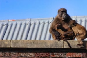 Cape of good hope and penguins Group Tour Full day