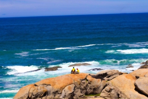 Capo di Buona Speranza e pinguini Tour di gruppo di un giorno intero