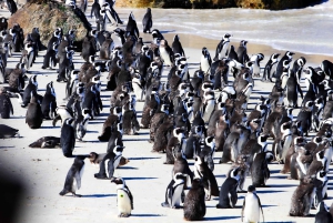Capo di Buona Speranza e pinguini Tour di gruppo di un giorno intero