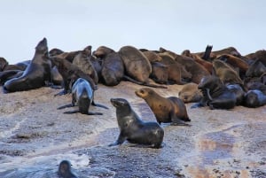 Tour Privado del Cabo de Buena Esperanza y los Pingüinos con Entradas