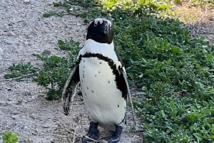 Visite privée du Cap de Bonne Espérance et des pingouins avec droits d'entrée