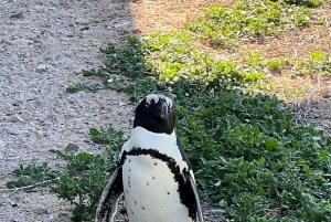 Cape of Good Hope ja pingviinit Yksityinen kierros sisäänpääsymaksuineen