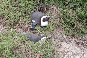 Tour particular de um dia pelo Cabo da Boa Esperança e observação de pinguins