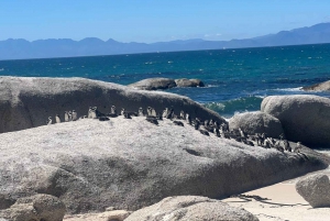 Cape Of Good Hope and Penguins viewing Private Day Tour