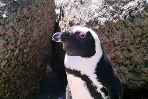 Cape of Good Hope- Chapman’s peak route & Penguins