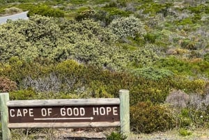 Cabo da Boa Esperança, Chapman's Peak Drive, Pinguins, Focas