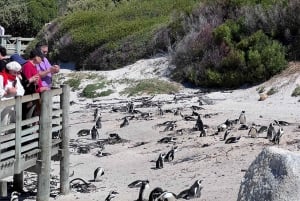 Cape of Good Hope, Chapman's Peak Drive, Penguins , Seals