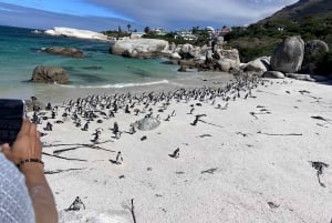 Cap de Bonne Espérance, Chapman's Peak Drive, Pingouins, Phoques