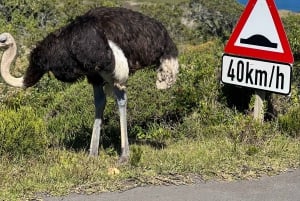 Cap de Bonne Espérance, Chapman's Peak Drive, Pingouins, Phoques