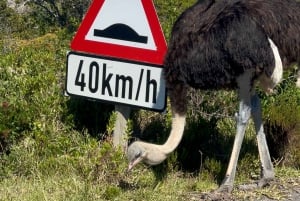 Cap de Bonne Espérance, Chapman's Peak Drive, Pingouins, Phoques