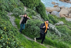 Kap Det Gode Håb og pingviner - privat tur