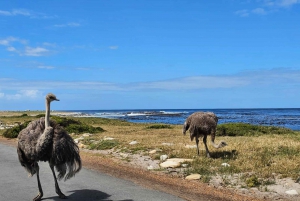 Visite privée du Cap de Bonne Espérance et des pingouins