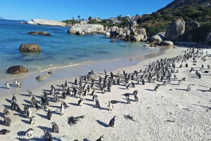 Cape of Good Hope & Penguins Private Tour