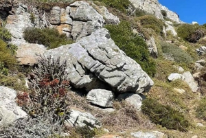 Kap Det Gode Håb og pingviner - privat tur