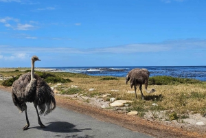 Kap Det Gode Håb og pingviner - privat tur