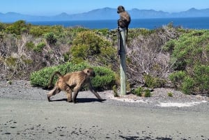 Cape of Good Hope & Penguins Private Tour