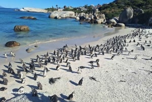 Cape of Good Hope & Penguins Private Tour