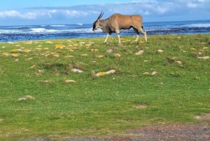 Cape of Good Hope & Penguins Private Tour