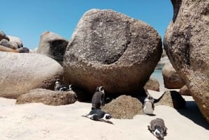 Cape of Good Hope & Penguins Private Tour